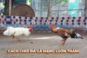 Cách Chơi Đá Gà Sabong Tại HB88 Chuẩn Xác Và Dễ Thắng Cho Người Mới