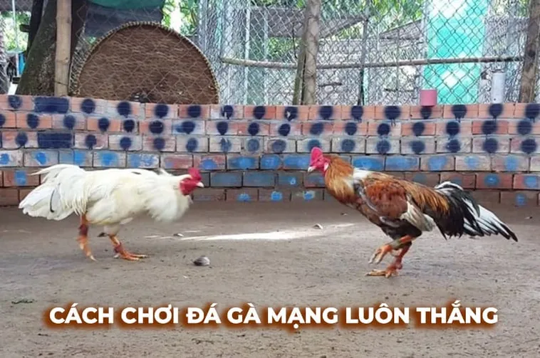 Cách Chơi Đá Gà Sabong Tại HB88 Chuẩn Xác Và Dễ Thắng Cho Người Mới