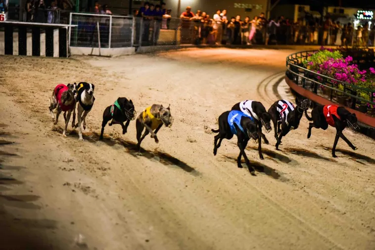 Cách Chơi Game Nhanh Đua Chó Tại HB88 Hiệu Quả Cho Người Yêu Thể Thao